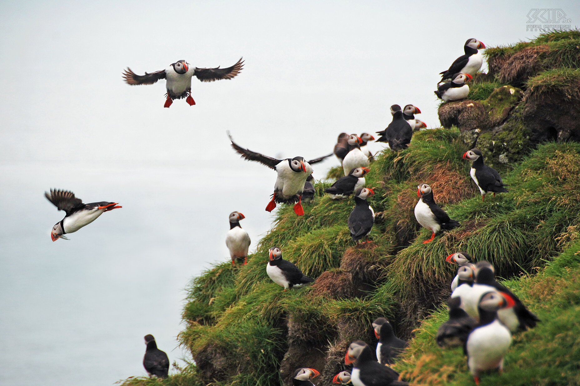 Ingólfshöfdi - Puffins  Stefan Cruysberghs